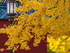 佛说兴起行经