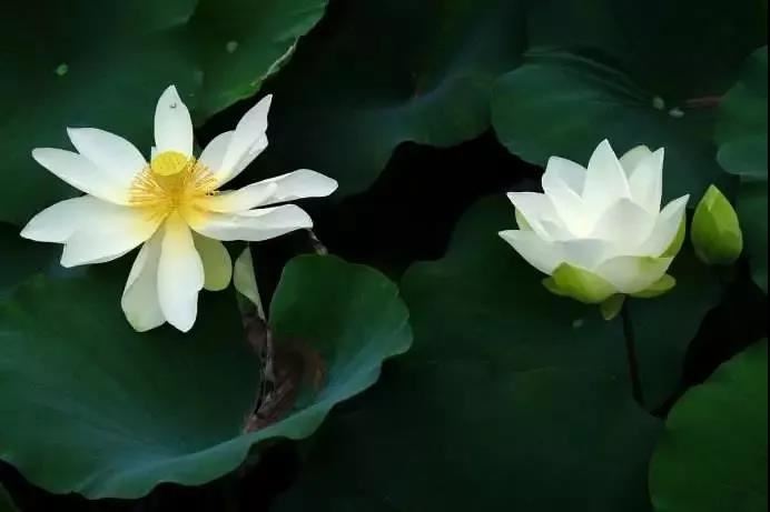 福力太子因缘经