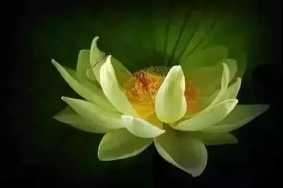观自在菩萨随心咒经