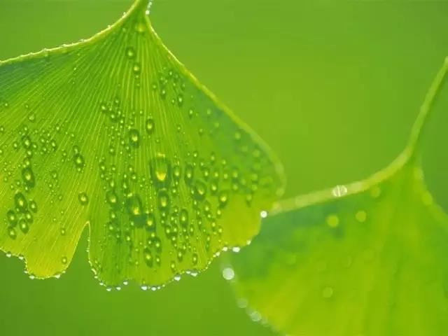 慧上菩萨问大善权经