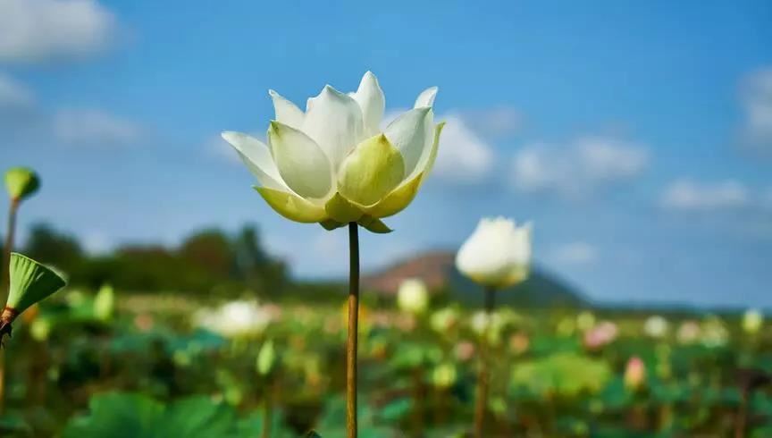 楞伽师资记