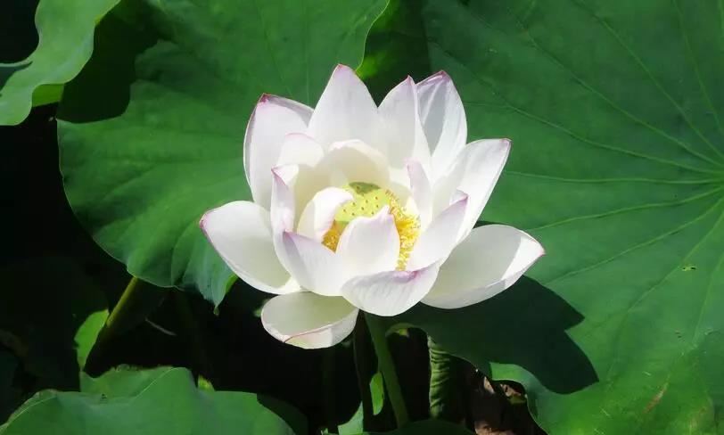 两部大法相承师资付法记