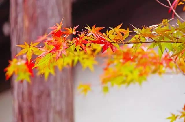 轮王七宝经