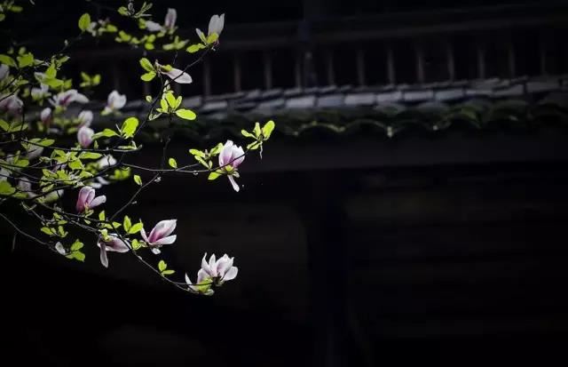 洛阳伽蓝记