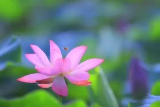 摩诃止观
