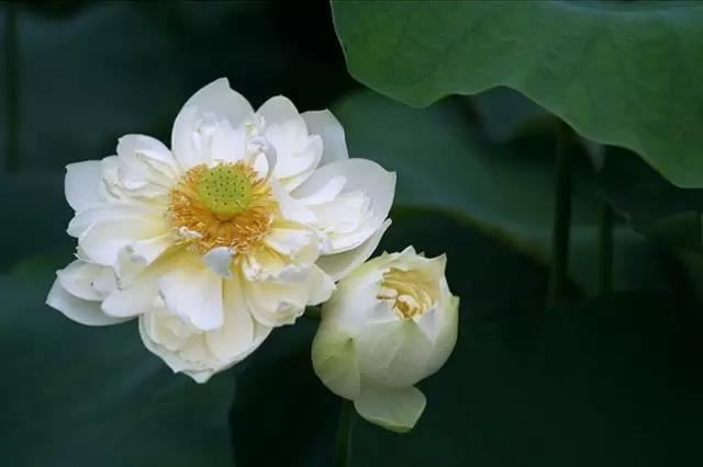 南岳思大禅师立誓愿文