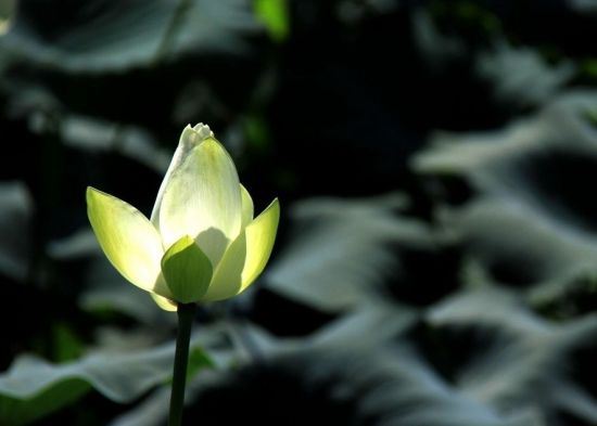 菩萨戒义疏