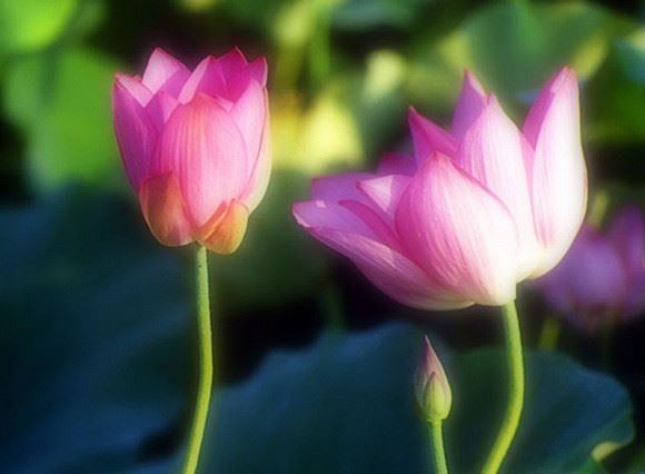 菩萨生地经