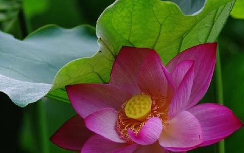 菩萨受斋经