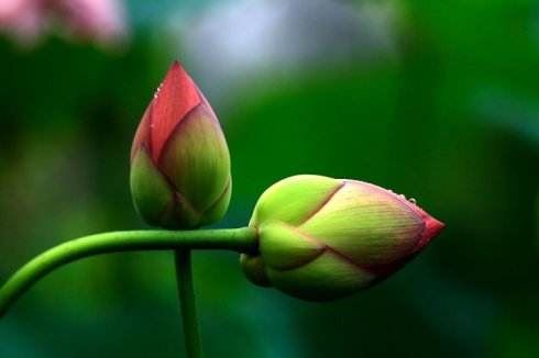 善见律毗婆沙