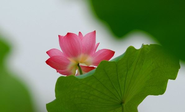 深密解脱经