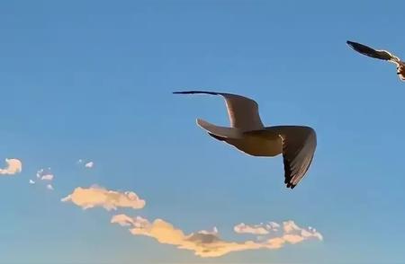 太子须大拏经