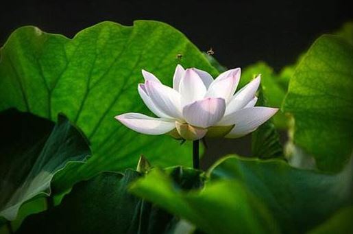 万善同归集