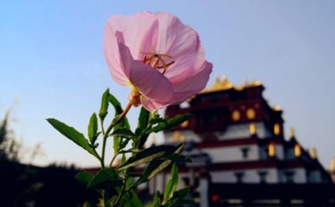 阿那邠邸化七子经