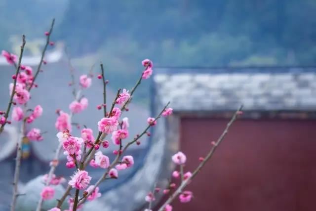 阿毗达磨顺正理论