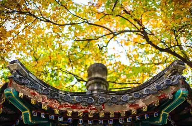 白衣金幢二婆罗门缘起经