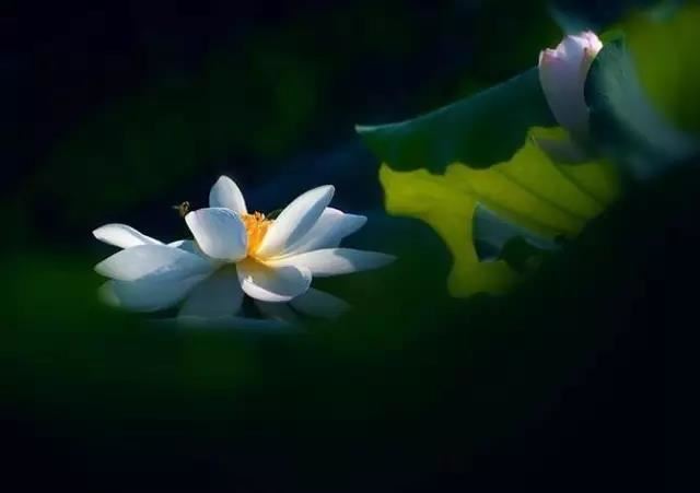 道地经