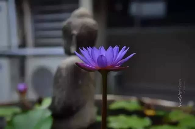 佛说弥勒下生成佛经