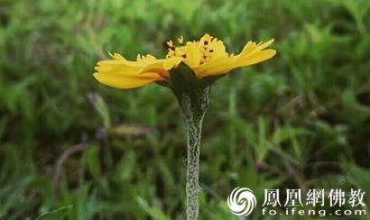 等集众德三昧经